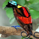 Illustration for article titled Wilson's Bird of Paradise: Weird-Looking Bird or Weirdest-Looking Bird?